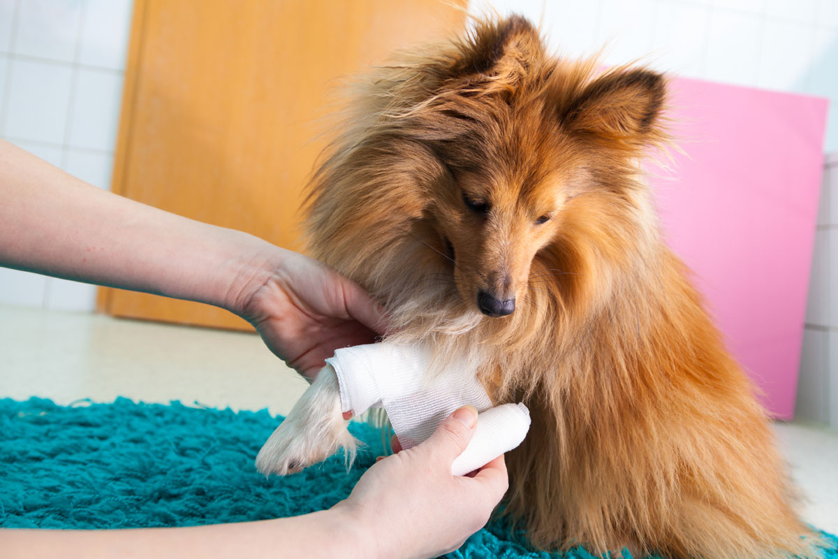 pet-urgent-care