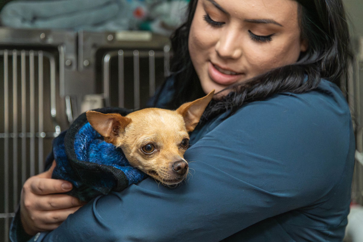 providing-love-and-care-for-dog