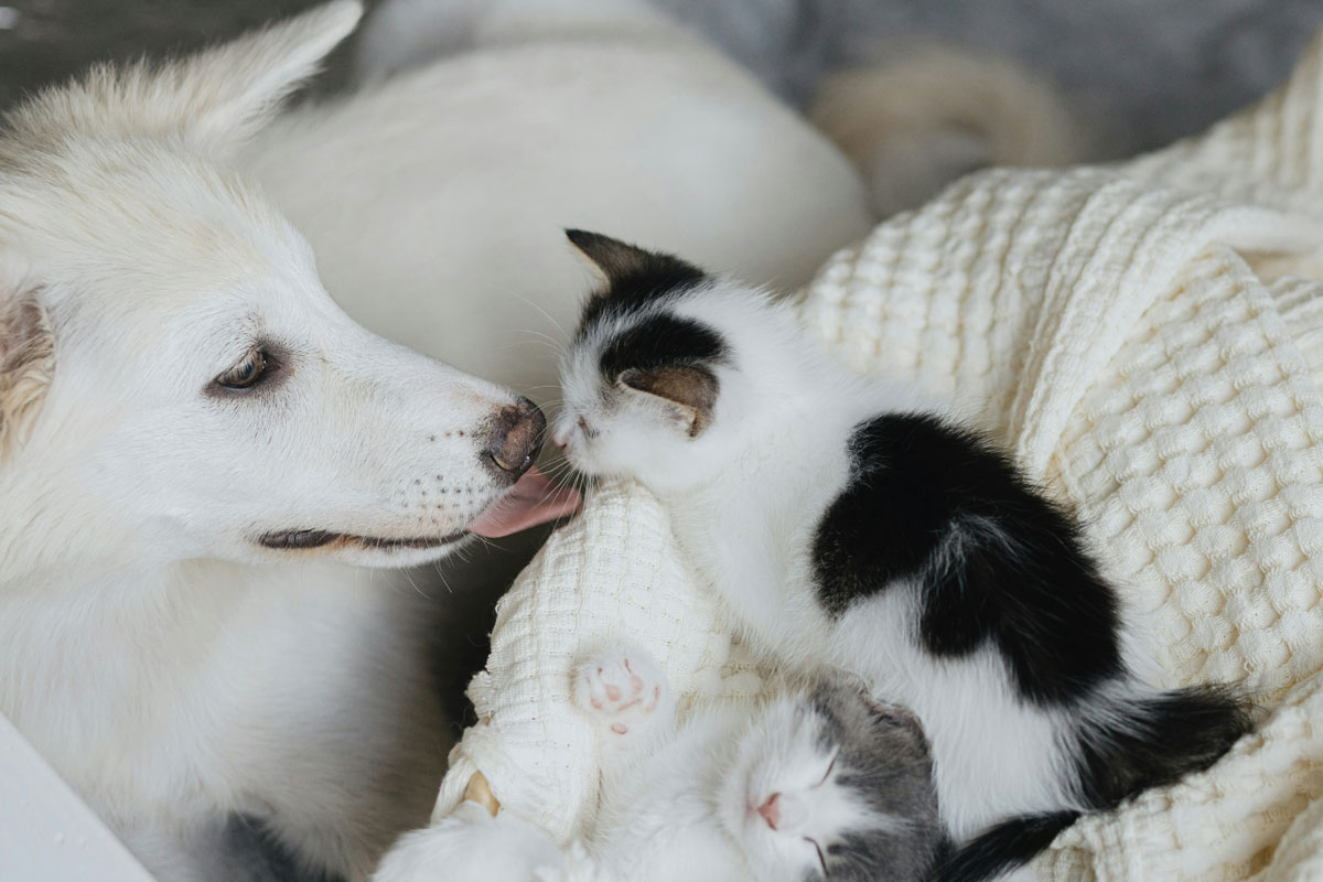 puppy-&-kitten