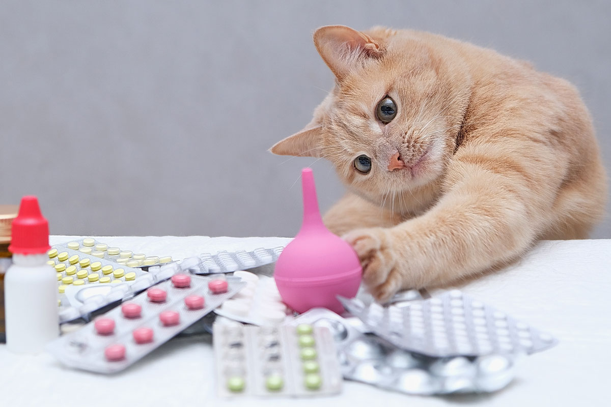 red-cat-playing-with-rubber-medical-enema