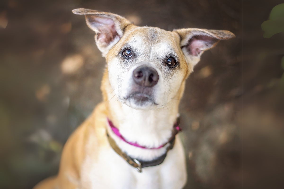 cute-dog