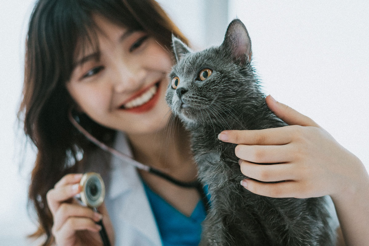 the-female-veterinarian-is-doing-routine-physical-exams-for-the-cat