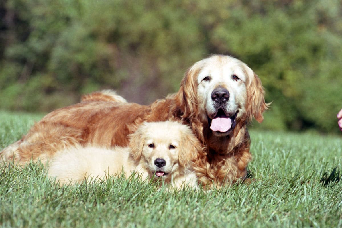 two-dog-sit-on-the-grass