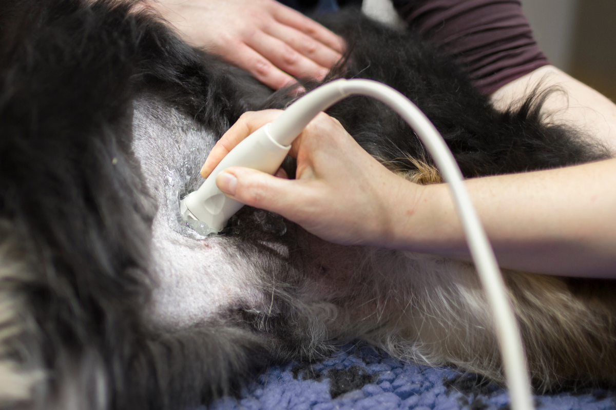 a-veterinarian-treating-an-injured-cat-min