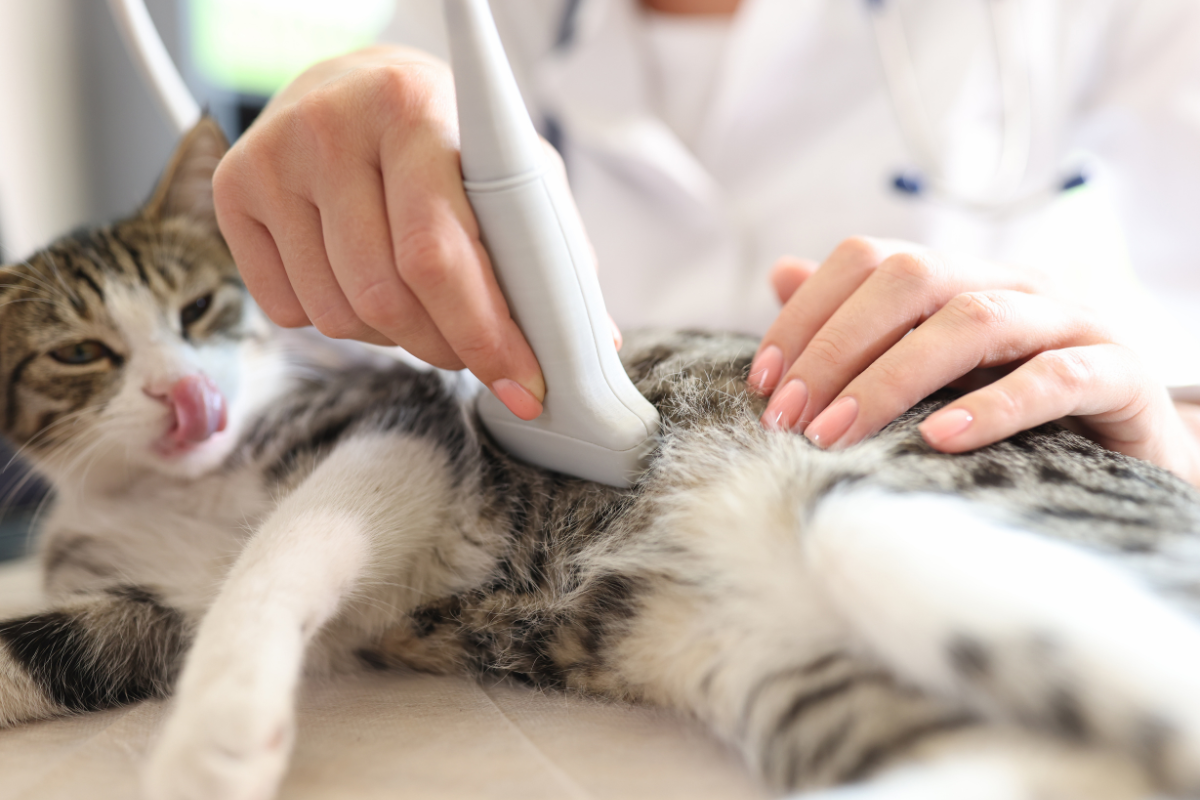 vet-holding-dog-pet-collar