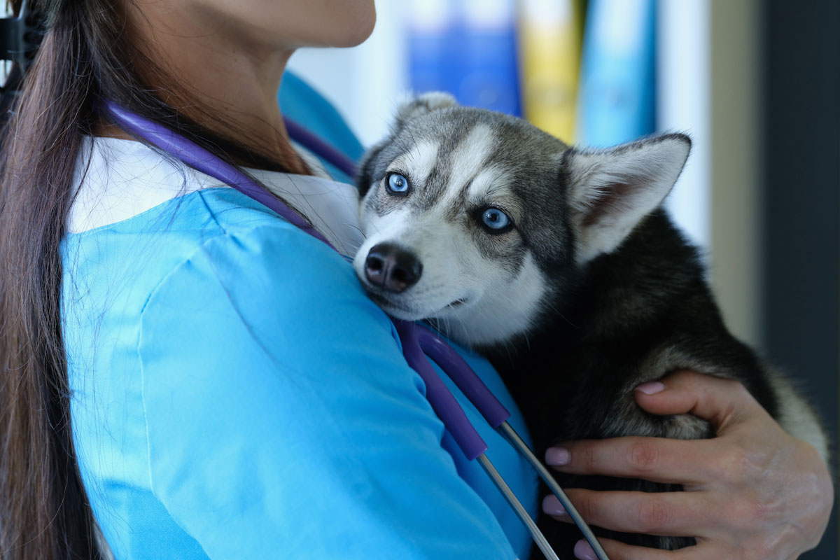 veterinarian-at-reception-is-holding-frightened-little-husky-in-arms