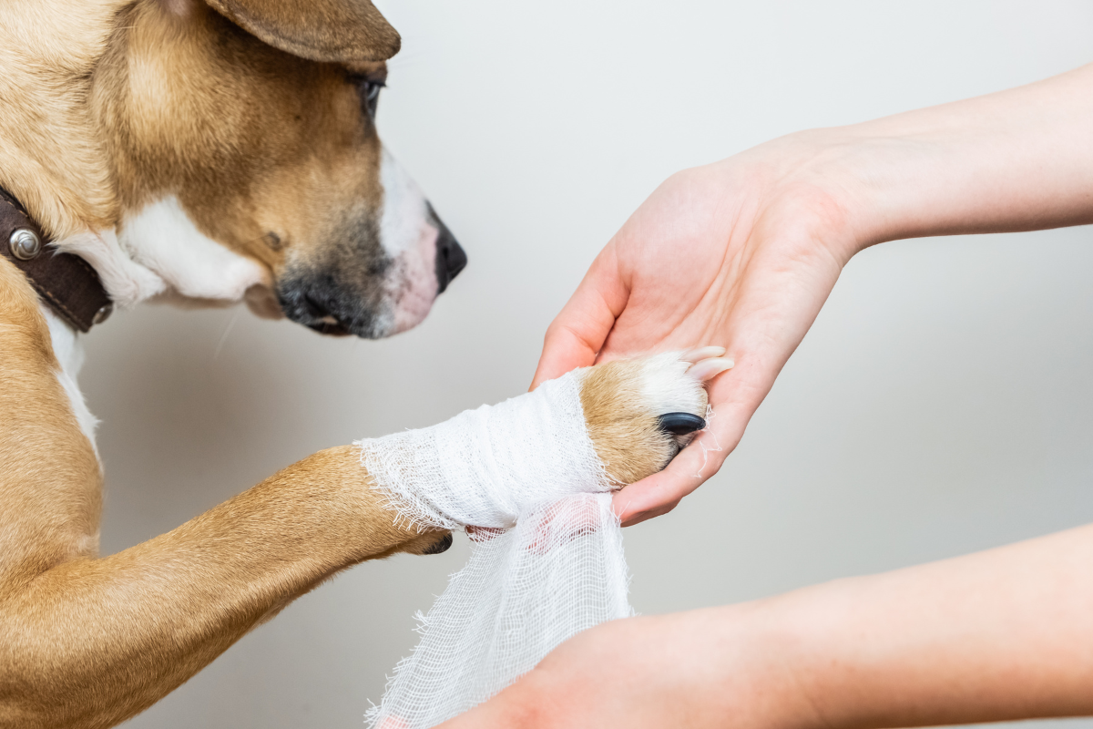 person putting a bandage on a dogs paw