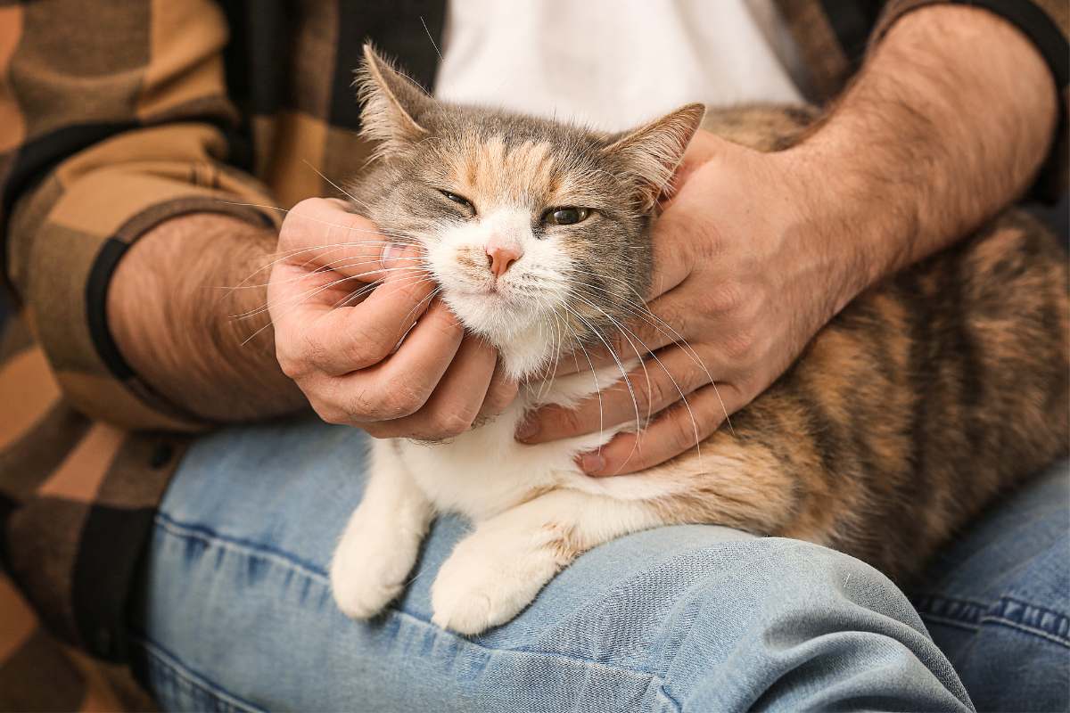 person petting senior cat