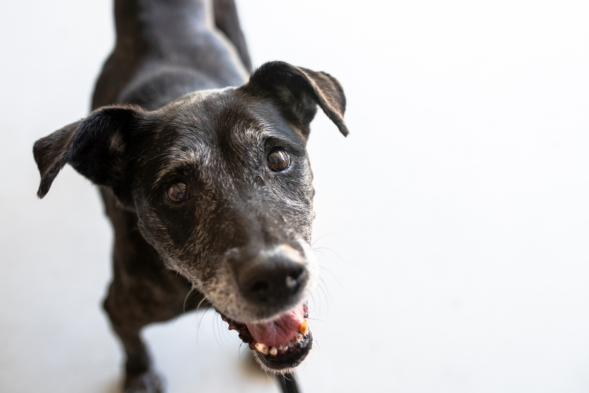 senior dog looking at the camera