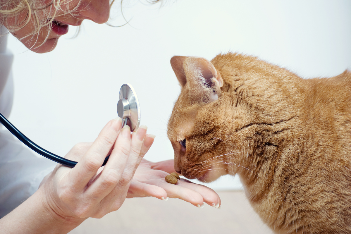 vet giving a treat to a cat