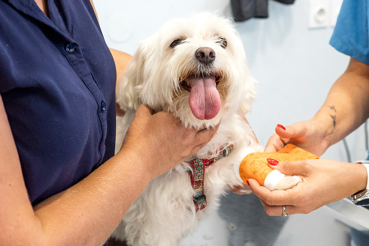 vet team examining dog with hurt paw