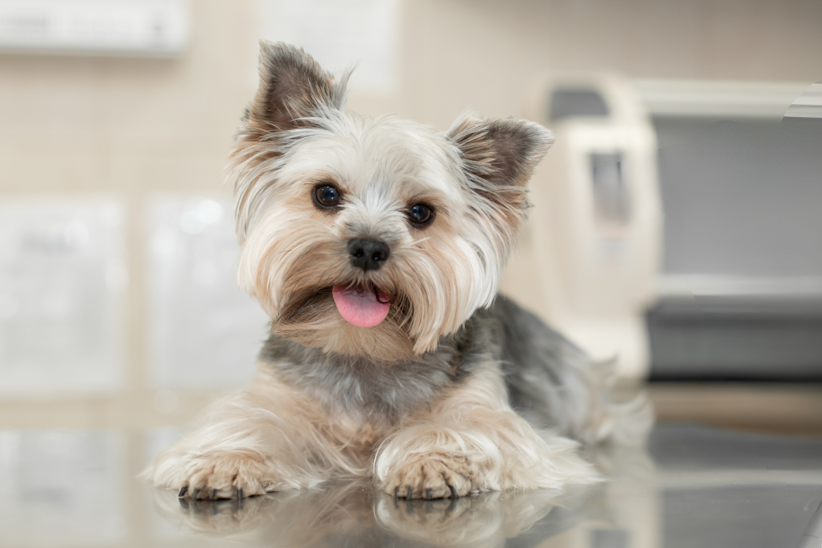 dog laying on a vet table