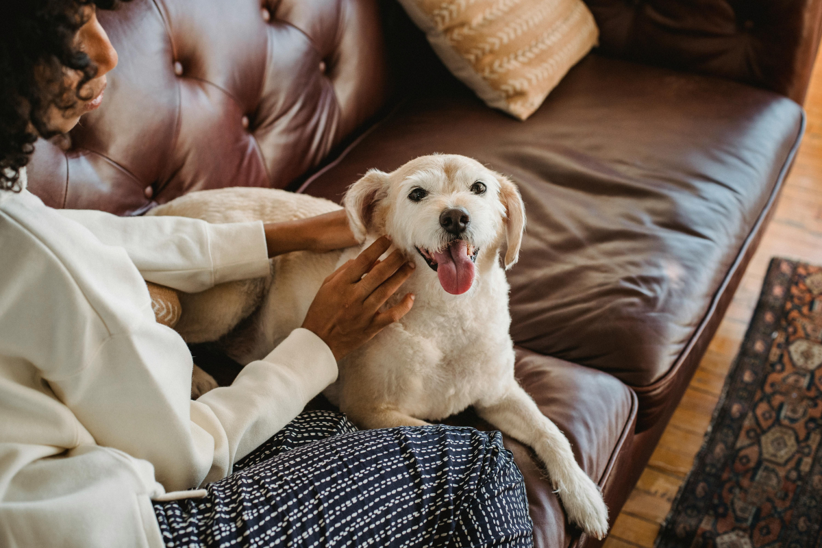 person petting a dog laying on the couch