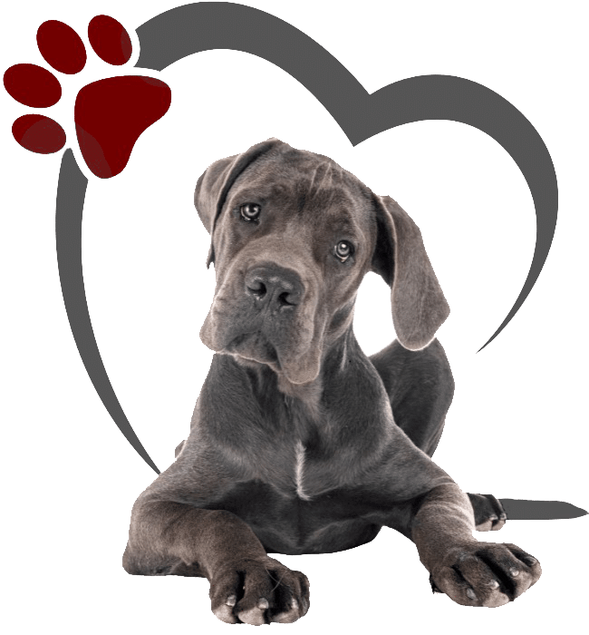 A cute puppy with red heart Icon