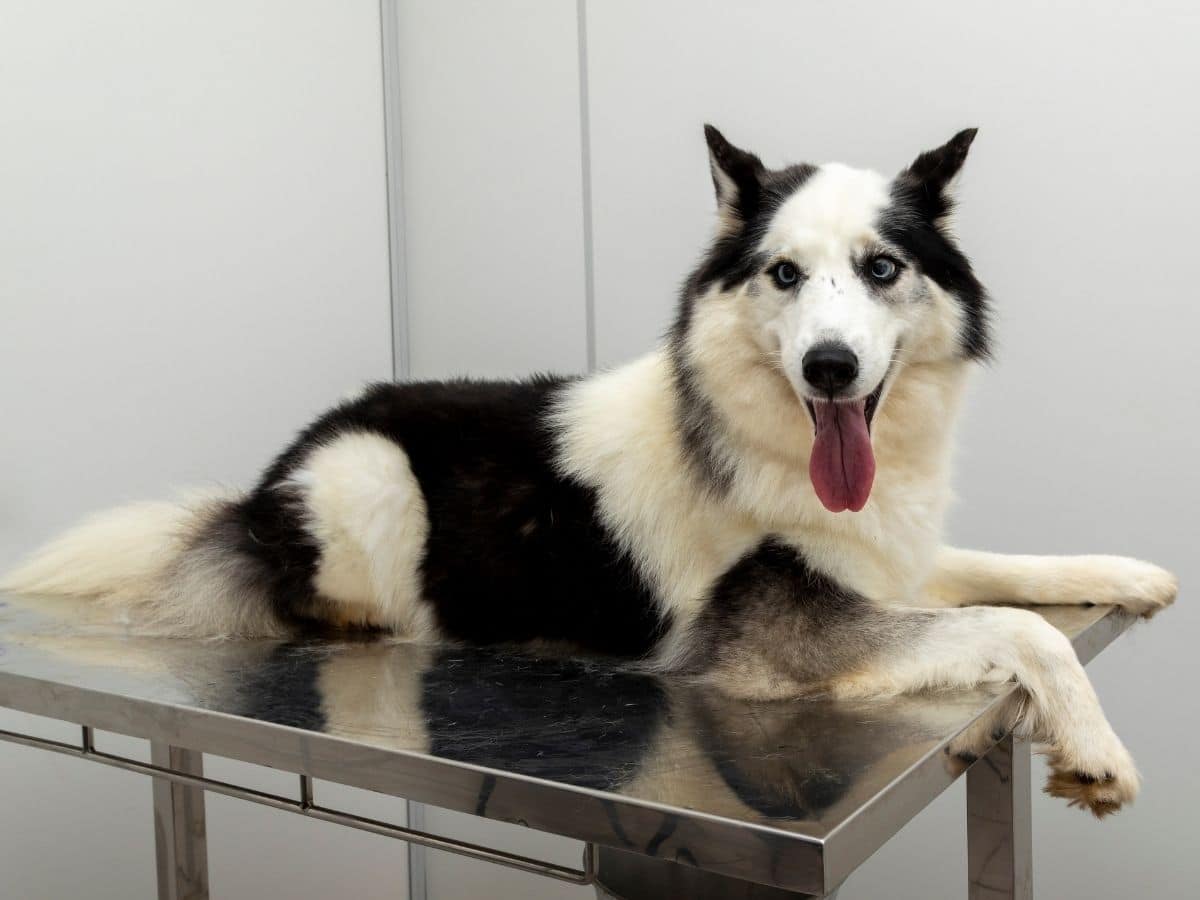 Siberian Husky lying on the table at the veterinary clinic<br />
