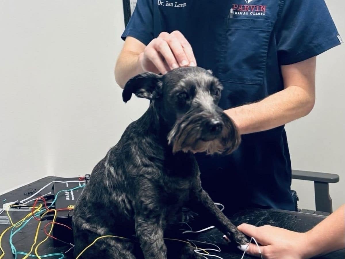 Dr. Ben treating dog Sadie during acupuncture