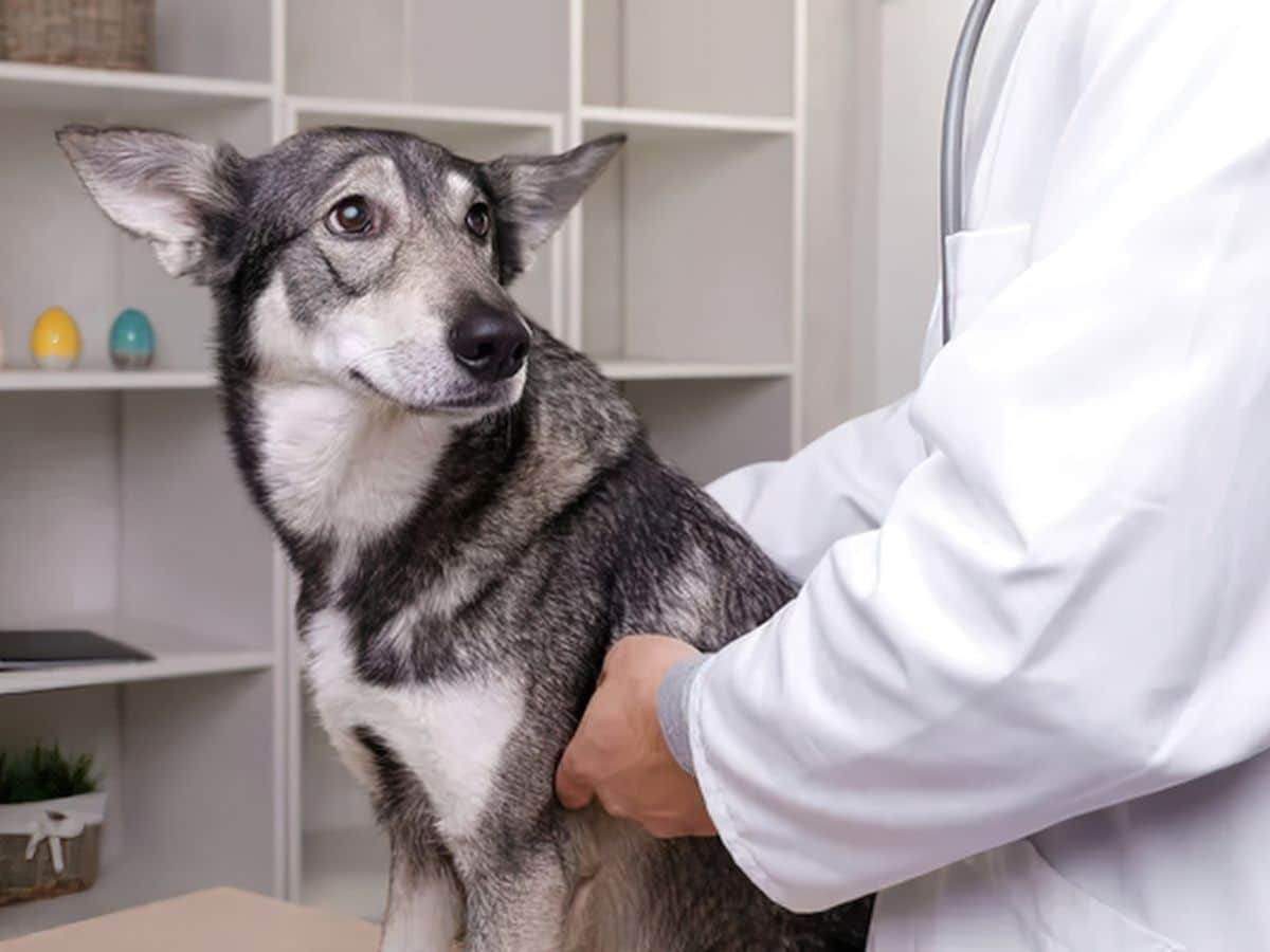 vet examining a dog sitting on a atble